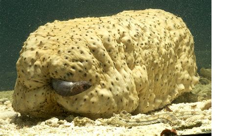 The fish that lives in a sea cucumber anus .